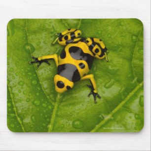 Mousepad Sapo do dardo do veneno do zangão