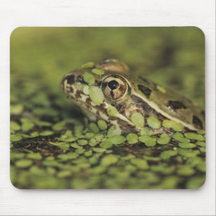 Mousepad Sapo do Leopardo Rio Grande, Rana berlandieri,