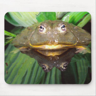 Mousepad Sapo-do-mato-africano, Pyxicephalus 2