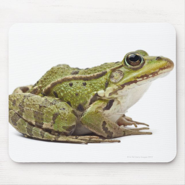 Mousepad Sapo europeu comum ou Sapo comestível (Frente)