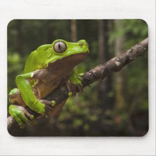 Mousepad Sapo gigante Phyllomedusa bicolor)