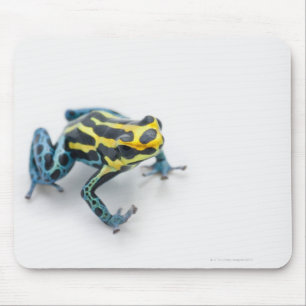 Mousepad Sapo preto, amarelo e azul do dardo do veneno