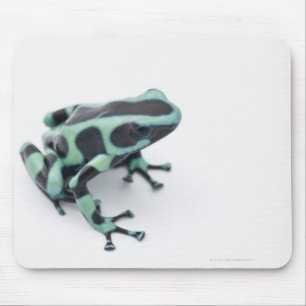 Mousepad sapo preto e verde do dardo do veneno (dendrobates