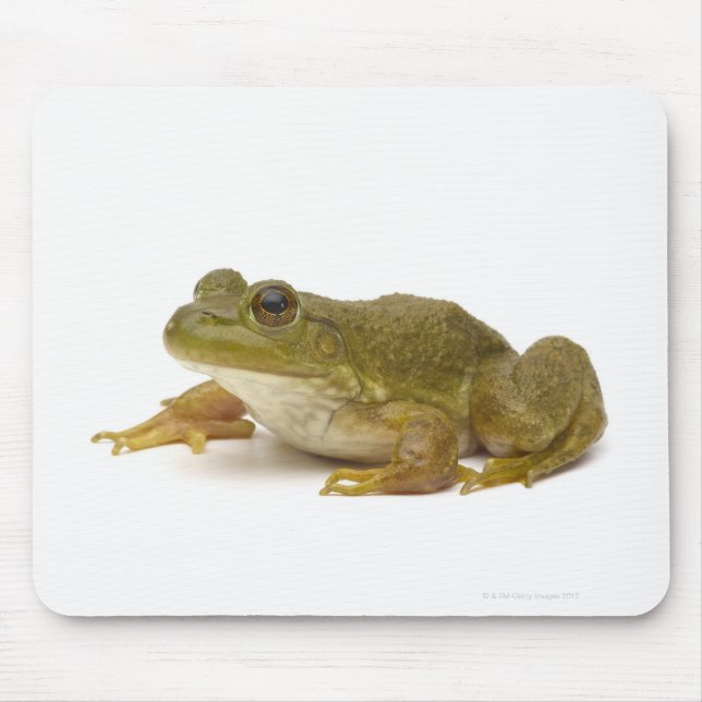 Mousepad Sapo Verde Comum (Frente)