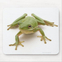 Sapo verde da árvore