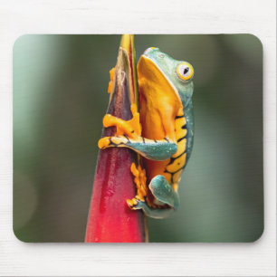 Mousepad Sapo verde-laranja  de árvore de macacos com perna