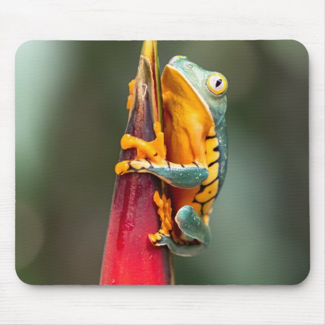 Mousepad Sapo verde-laranja  de árvore de macacos com perna (Frente)