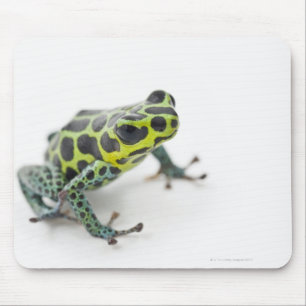 Mousepad Sapo verde manchado preto do dardo do veneno