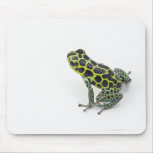 Mousepad Sapo verde manchado preto do dardo do veneno