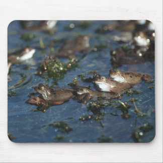 Mousepad Sapos engraçados