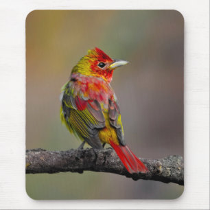 Mousepad Scarlet Tanager Molting - Fotografia original