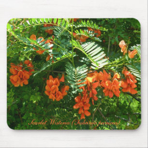 Mousepad Scarlet Wisteria (Sesbania punicea) OBX NC Series