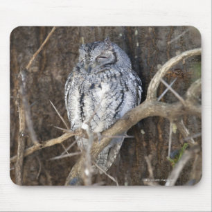 Mousepad Scops-Coruja africana, parque nacional de Kruger,