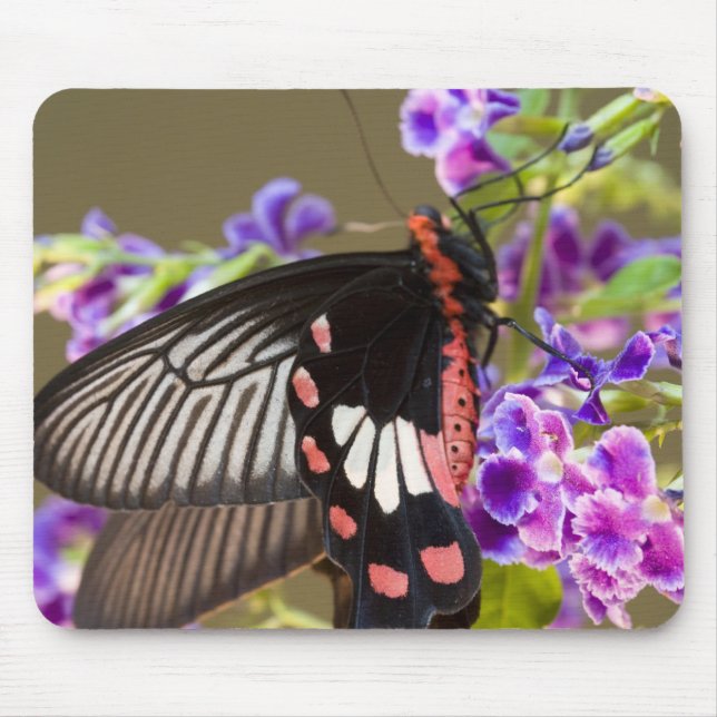 Mousepad SE Ásia, Tailândia, Doi Inthanon, Papilio (Frente)