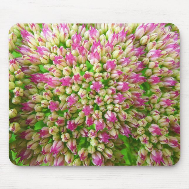 Mousepad Sedum Autumn Joy (Frente)