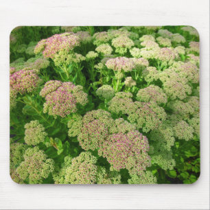 Mousepad Sedum "Autumn Joy"