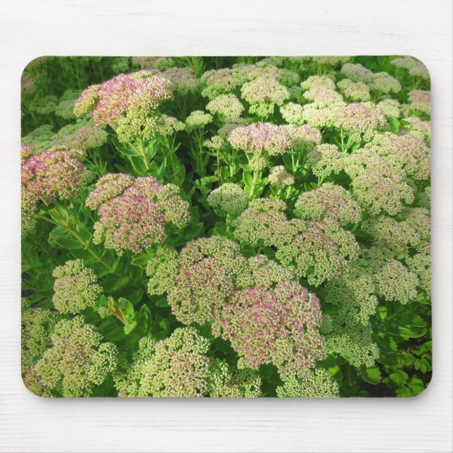 Mousepad Sedum "Autumn Joy" (Frente)