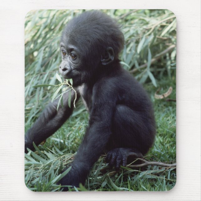 Mousepad Selvagem - Primatas 8 (Frente)