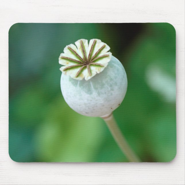 Mousepad Semente de Cabeça de Flor de Papoula, Cabo Ocident (Frente)
