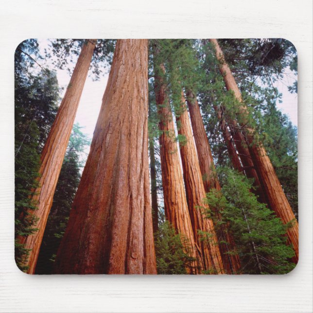 Mousepad Sequoia Sequoia Sequoia (Frente)