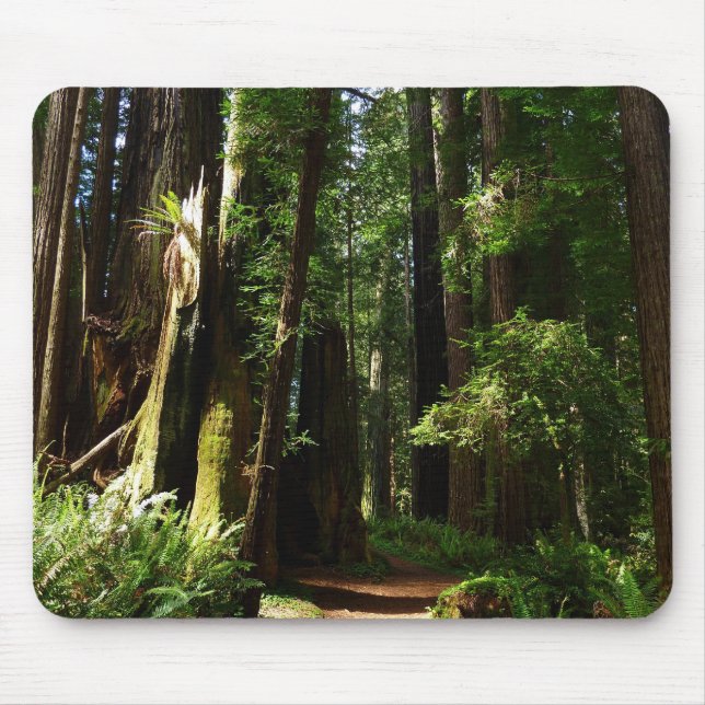 Mousepad Sequoias e Fernos no Parque Nacional de Redwood (Frente)