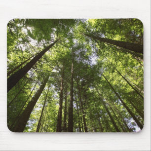 Mousepad Sequoias, Rotorua, Nova Zelândia 2