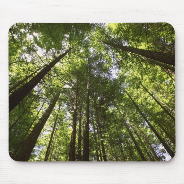 Mousepad Sequoias, Rotorua, Nova Zelândia 2 (Frente)