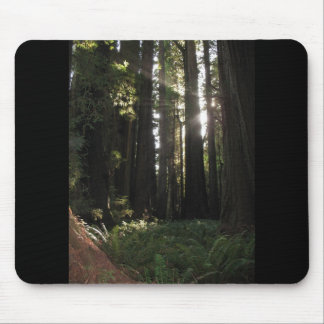 Mousepad Sequóias vermelhas
