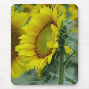 Mousepad Série Sunflower