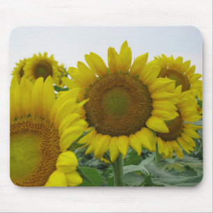 Mousepad Séries de girassol