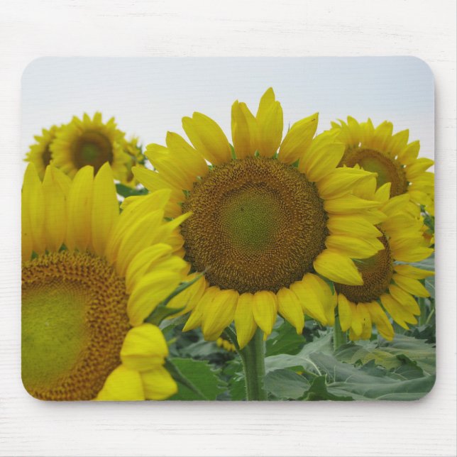 Mousepad Séries de girassol (Frente)