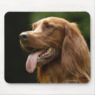 Mousepad Setter irlandês 2