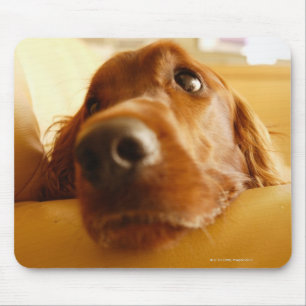 Mousepad Setter irlandês no sofá