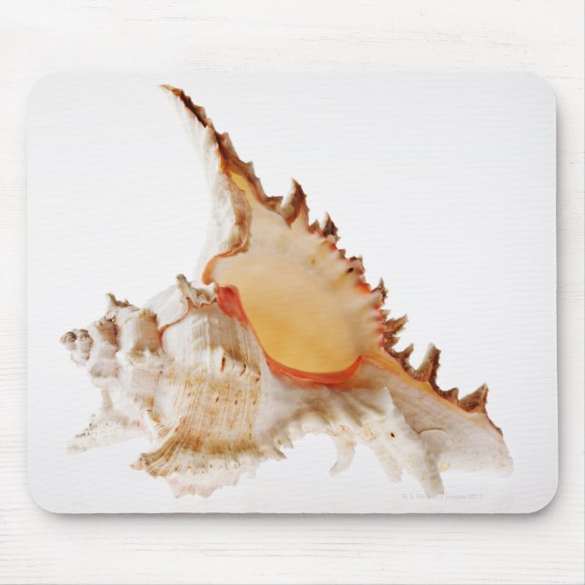 Mousepad Shell Ramose Murex (Chicoreus ramosus) contra (Frente)
