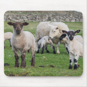 Mousepad Shetland Sheep