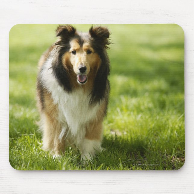 Mousepad Shetland Sheepdog correndo na relva (Frente)