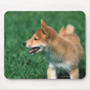 Mousepad Shiba minúsculo japonês