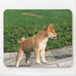 Mousepad Shiba minúsculo japonês 2
