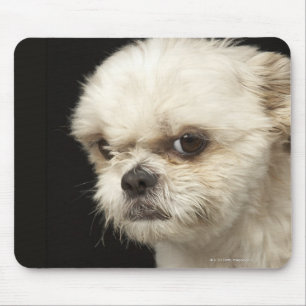 Mousepad Shih branco irritado Tzu com olhos marrons