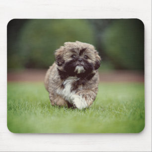 Mousepad Shih tzu, Cachorro, Cachorro