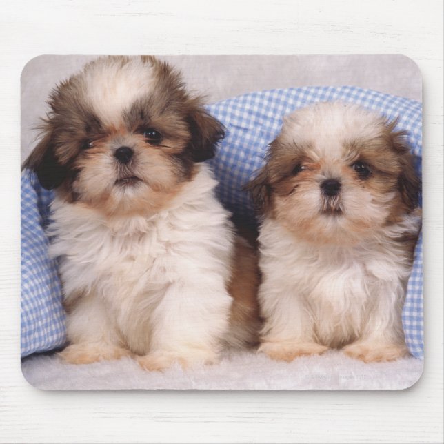 Mousepad Shih Tzu puppies sob um cobertor controlado (Frente)