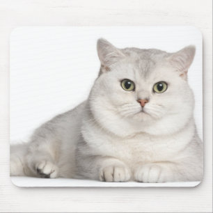 Mousepad Shorthair britânico (2 anos velho) que encontra-s