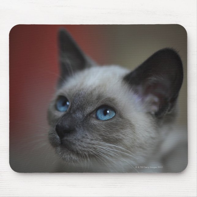 Mousepad Siamese kitten (Frente)