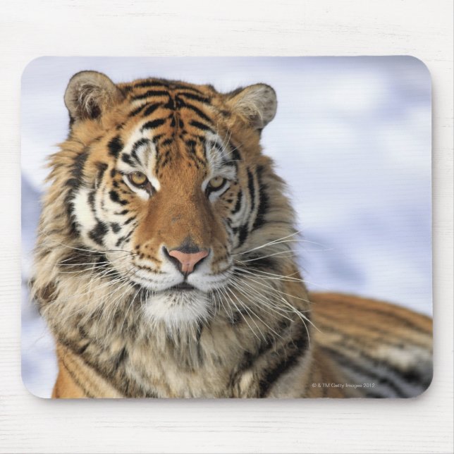 Mousepad Siberian Tiger, Panthera tigris altaica, Ásia, (Frente)