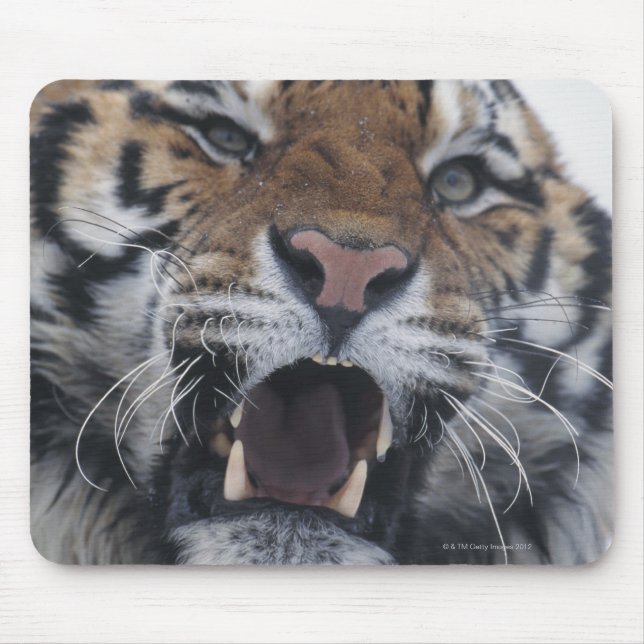 Mousepad Siberian Tiger Snarling (Frente)