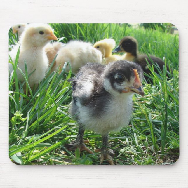 Mousepad Siga o líder (Frente)