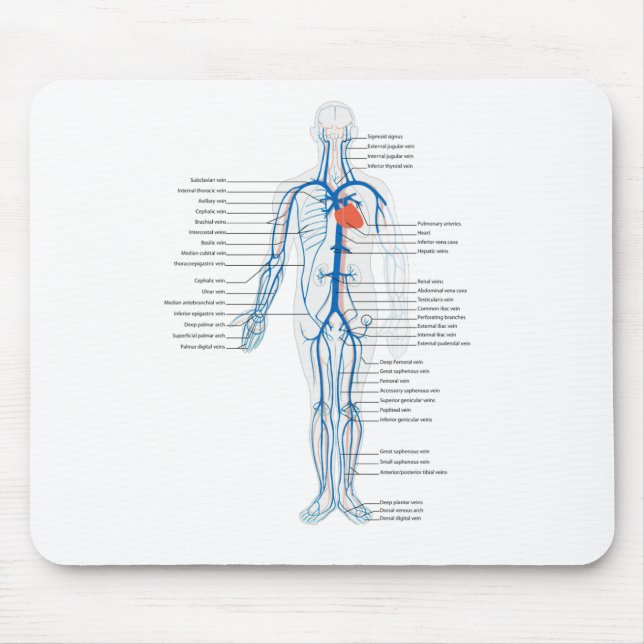Mousepad Sistema Arterial do Rato Veem Circulatório Humano (Frente)
