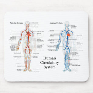 Mousepad Sistema circulatório humano das artérias e das