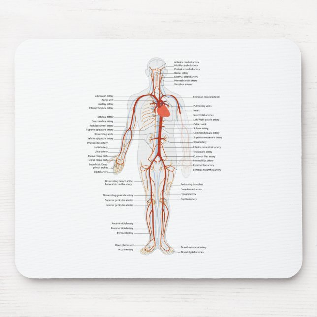 Mousepad Sistema Circulatório Humano de Arterias (Frente)