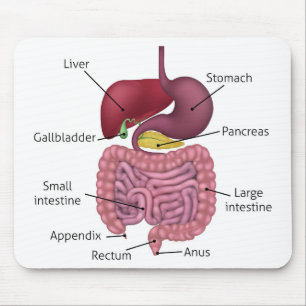 Mousepad Sistema digestivo e etiquetas gastrintestinais